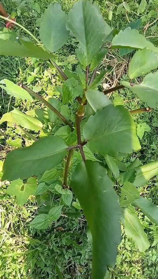দৃষ্টিশক্তি বাড়ানোর চমৎকার ভেষজ সমাধান চোখের জ্যোতি বাড়ান, চশমা হোক দূরে!