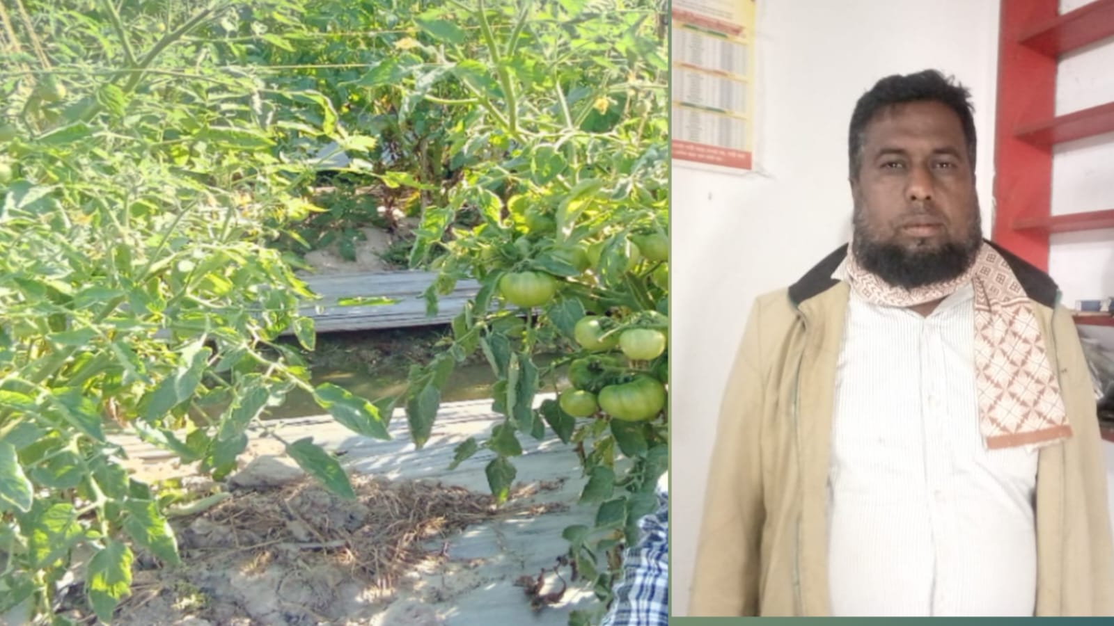 টমেটো চাষে নতুন ইতিহাস: মাধবপুরের আবুল বাশারের ৫০ বিঘার চমক