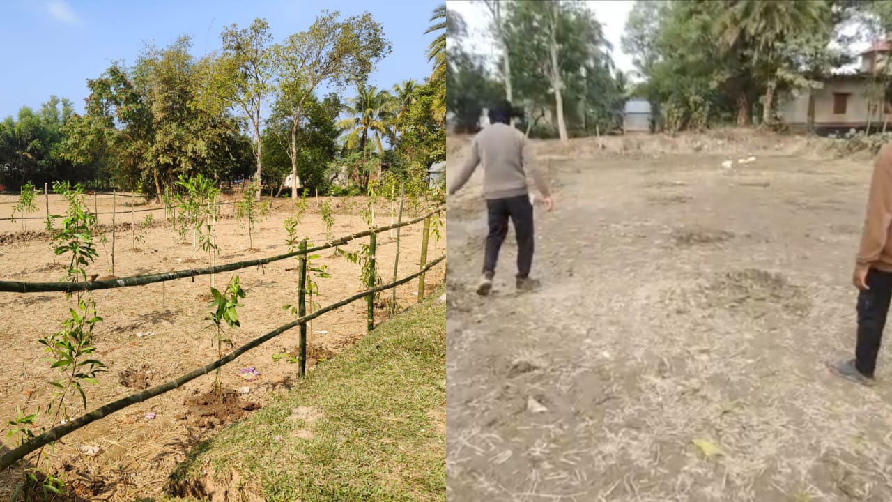 গভীর রাতে কৃষকের শতাধিক গাছ কেটে নিল দুর্বৃত্তরা