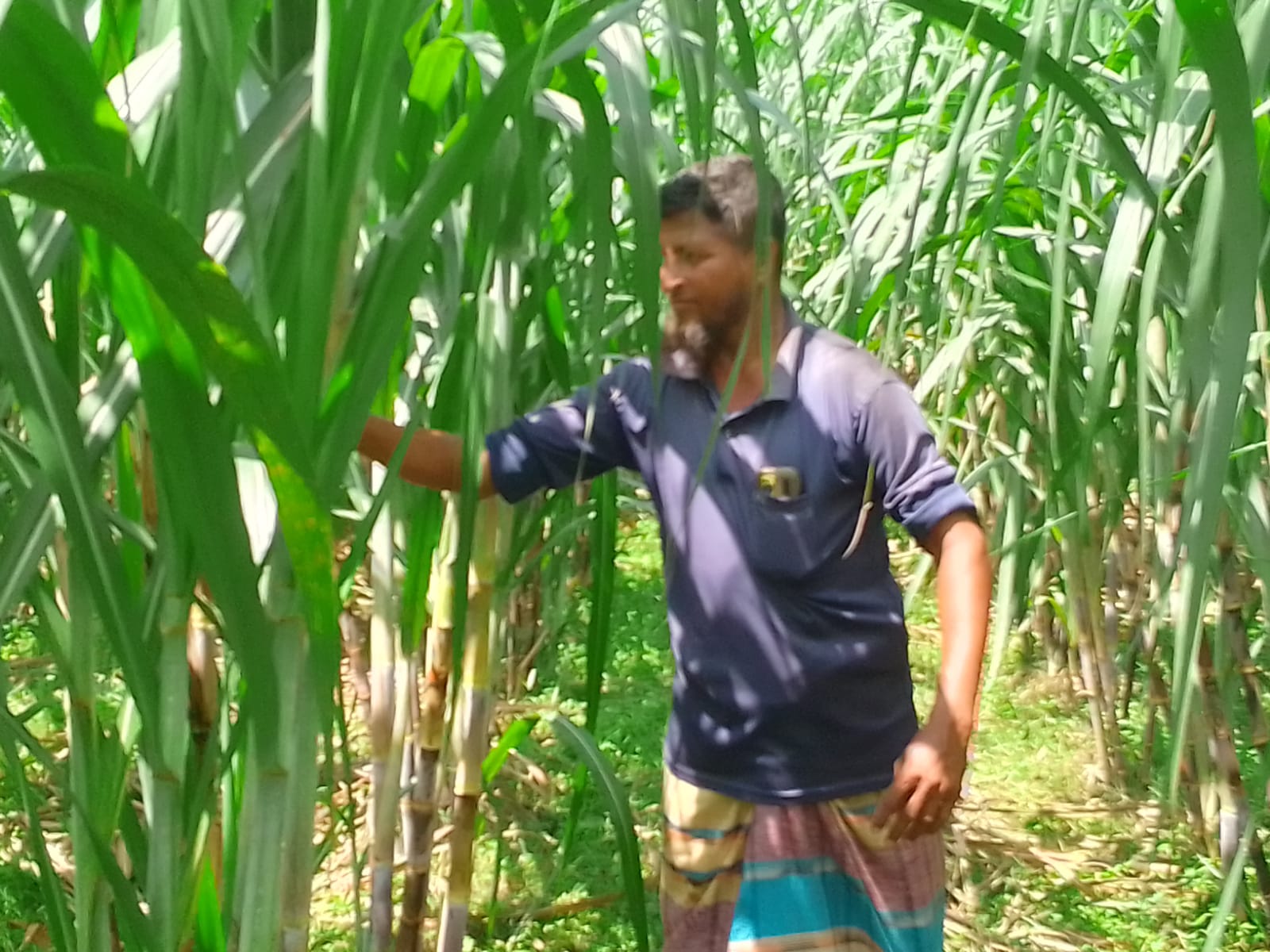 আখ চাষে বদলাচ্ছে কৃষকের ভাগ্য, খুলছে বাড়তি আয়েরও পথ