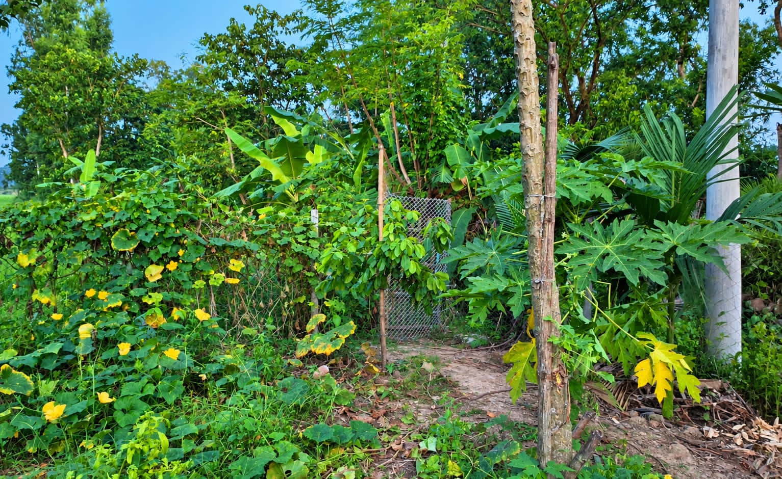 সান্তাহারে মিলারের বিরুদ্ধে খাড়ির পাড় দখল ও জমিতে আবর্জনা ফেলার অভিযোগ