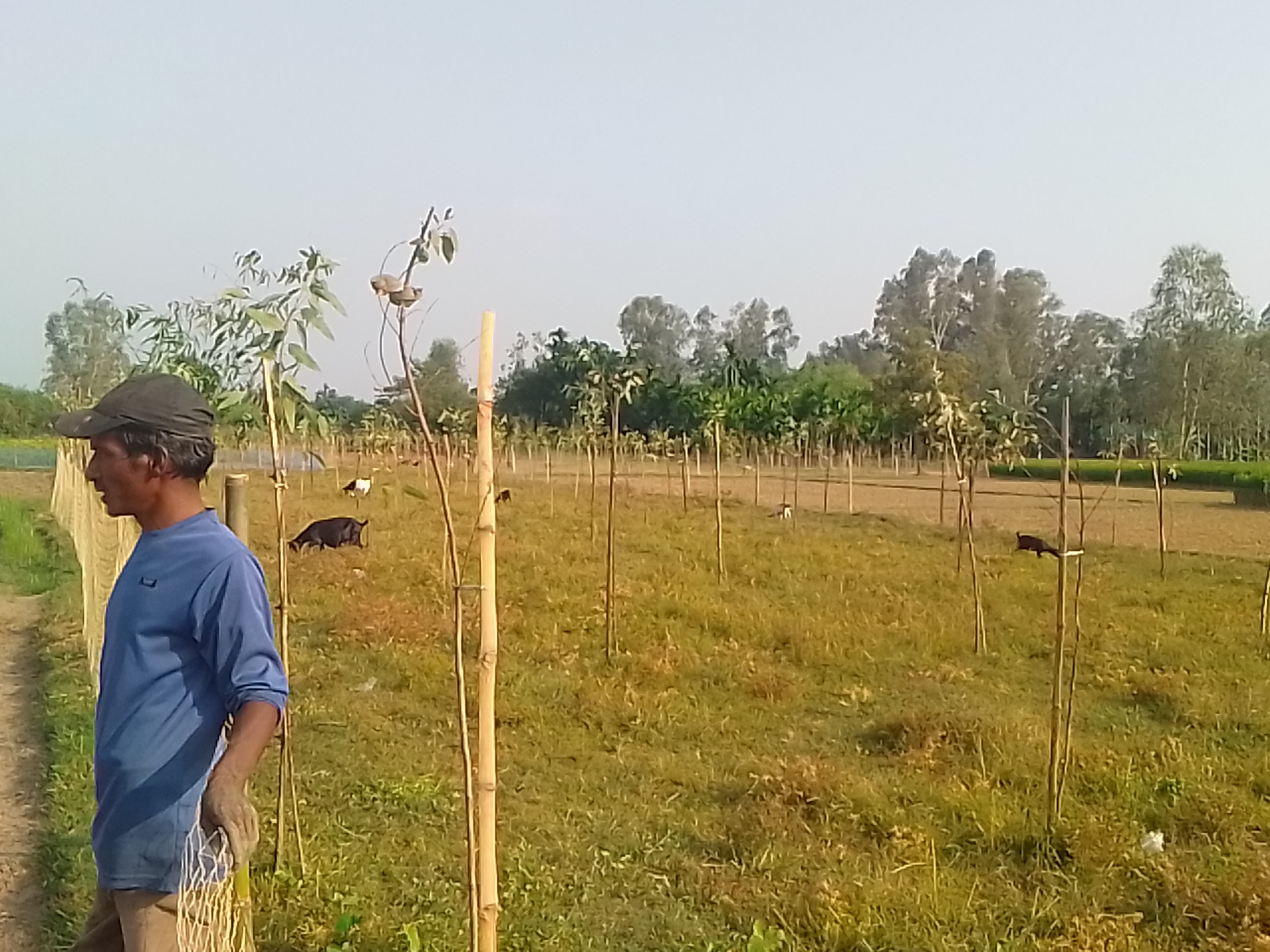 তেঁতুলিয়ায় কৃষিজমির চারপাশে নিষিদ্ধ ইউক্যালিপটাসের চারা রোপন, ফসলের ক্ষতির শঙ্কায় কৃষকরা